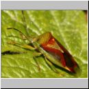 Elasmostethus interstinctus - Bunte Blattwanze 03.jpg